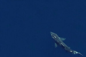 Aerial Digital Marine Survey New York State Energy and Research Development Authority New York Offshore Planning Area