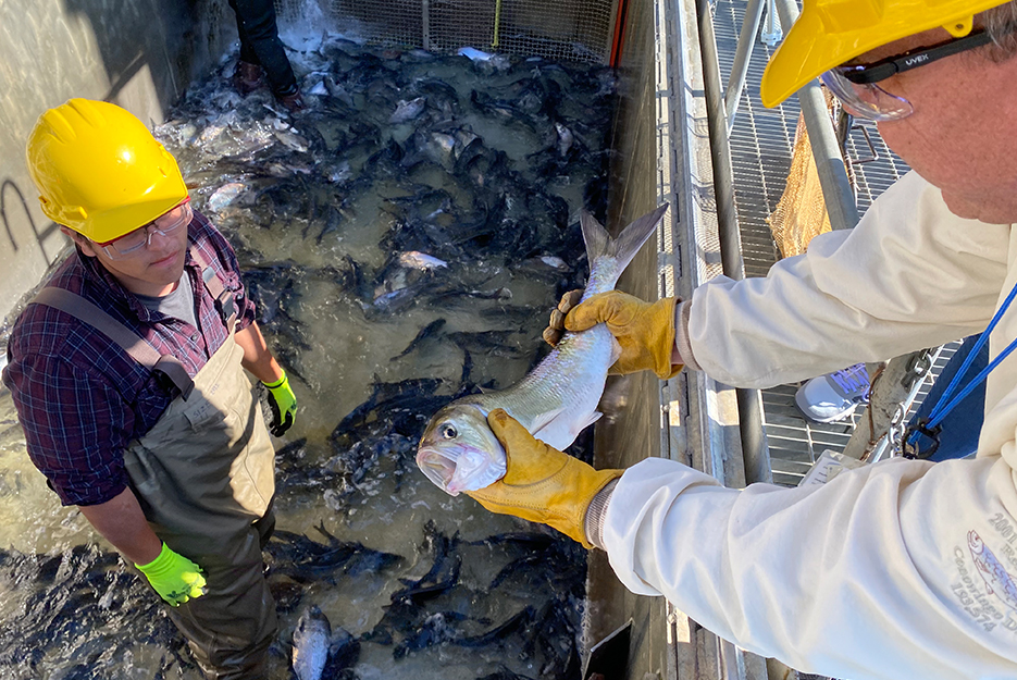 Conowingo Fish Collection Facilities