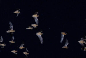 Smart Curtailment Study Shows 85% Reduction In Bat Fatalities Associated With Wind Turbines