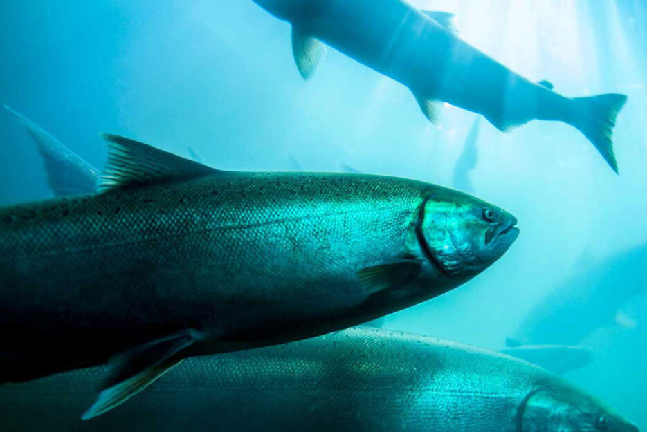 Normandeau-Developed HI-Z Turb’N Tag Aids USACE Scientists, Salmon at Chittenden Locks