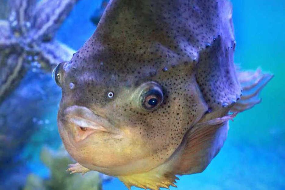 Featured Fish: Lumpfish