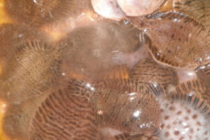 Featured Fish: Hogchoker