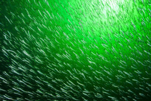 Featured Fish: Sand Lance