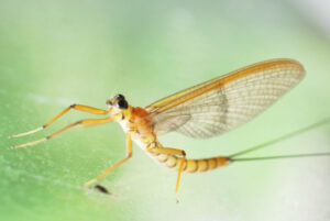 Bug of the Month—Pseudiron
