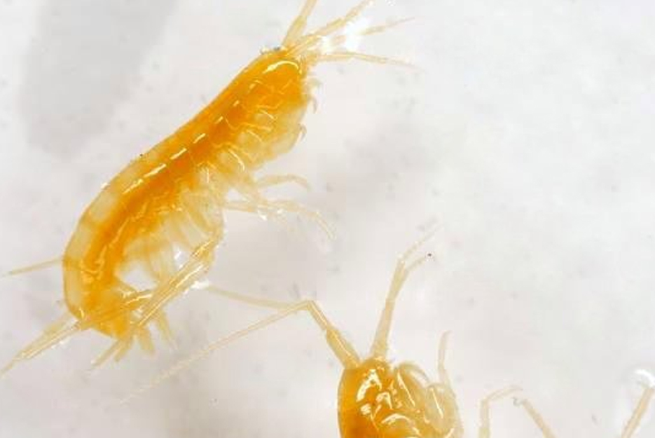 Bug Of The Month—Stygobromus, A Subterranean Crustacean