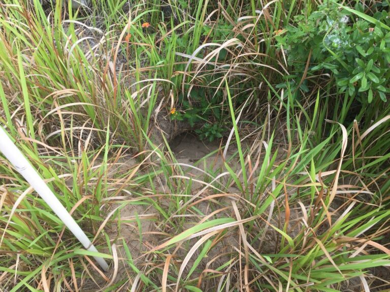 Digging with Gopher Tortoises Normandeau Associates