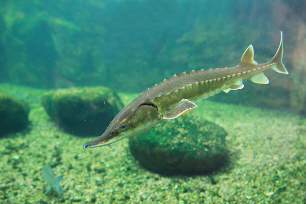 Featured Fish: Atlantic Sturgeon