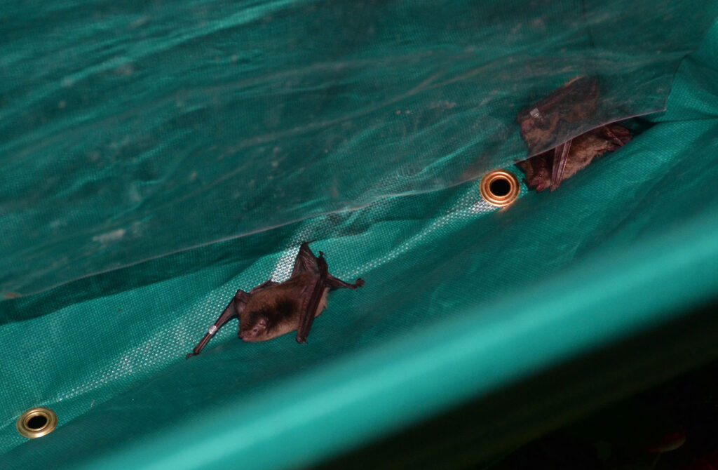 Unique Habitats of the Eastern Small-Footed Bat