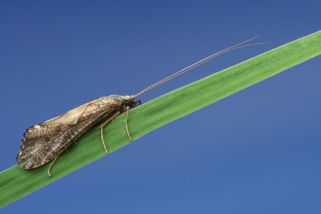 Bug of the Month—Fattigia Pele