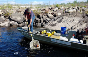 Evaluation of the Hydraulic Effects of Turbine Passage on River Herring