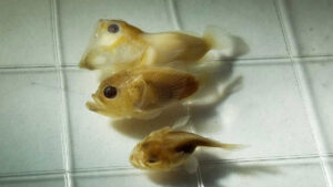 Featured Fish: Northern Stargazer