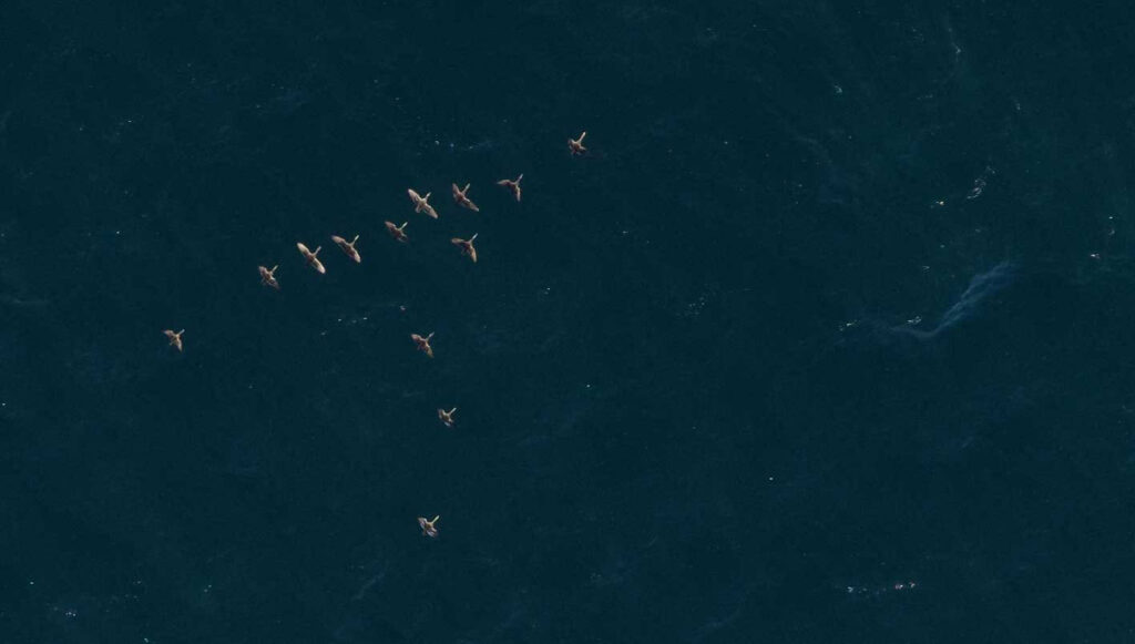 Offshore Wildlife Surveys for Empire Wind Completed