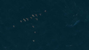 Offshore Wildlife Surveys for Empire Wind Completed