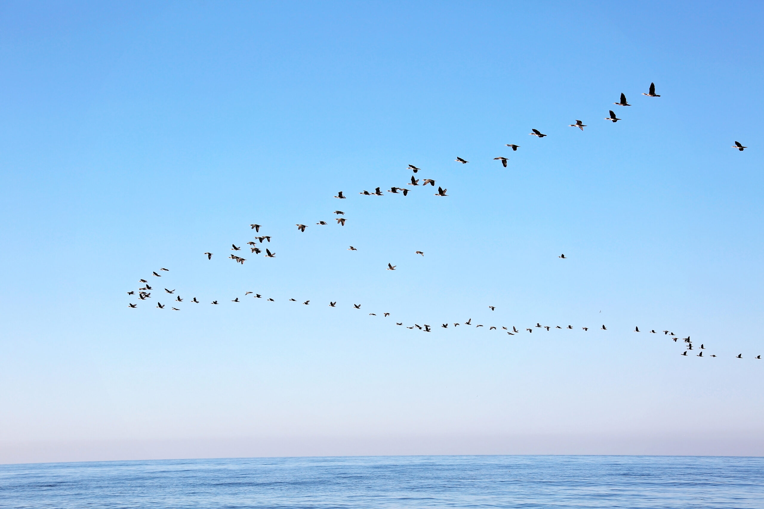 Sea Bird Monitoring  Ka’ula Island, Hawaii