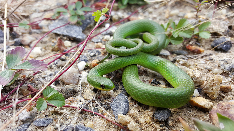 Terrestrial Reptiles - 800 x 450