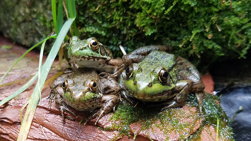 Wetlands Amphibian & Reptiles - 800 x 450