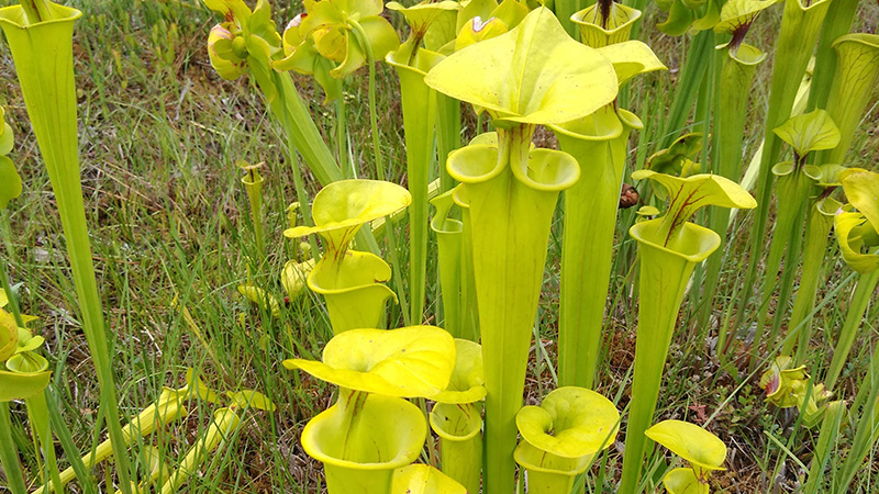 Wetlands Plants - 800 x 450