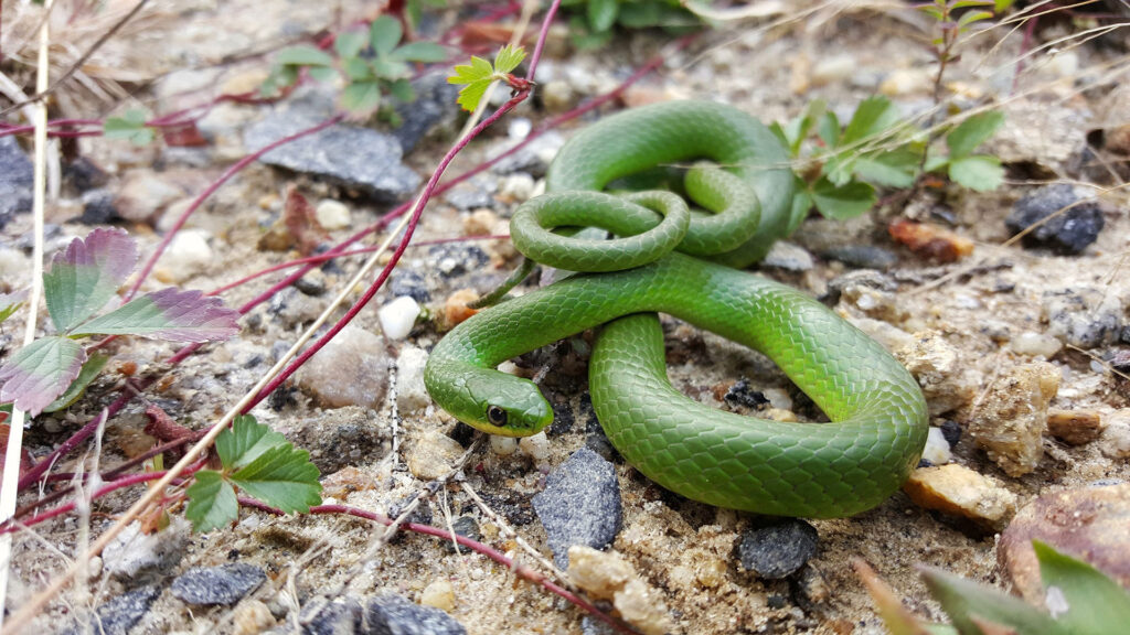 The Secret Language of Animals and Plants