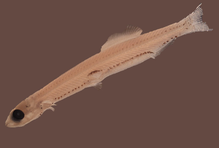 Featured Fish: Atlantic Menhaden