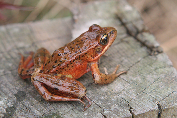 Amphibians-&-Reptiles