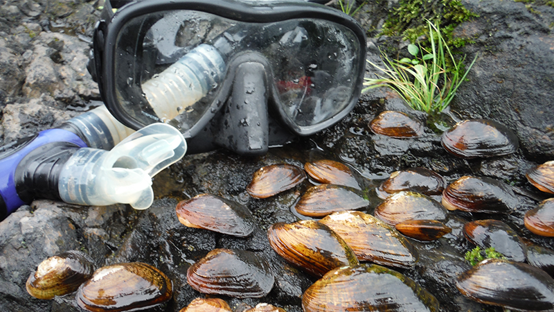 freshwater-mussels-normandeau