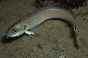 Featured Fish: Fourbeard Rockling