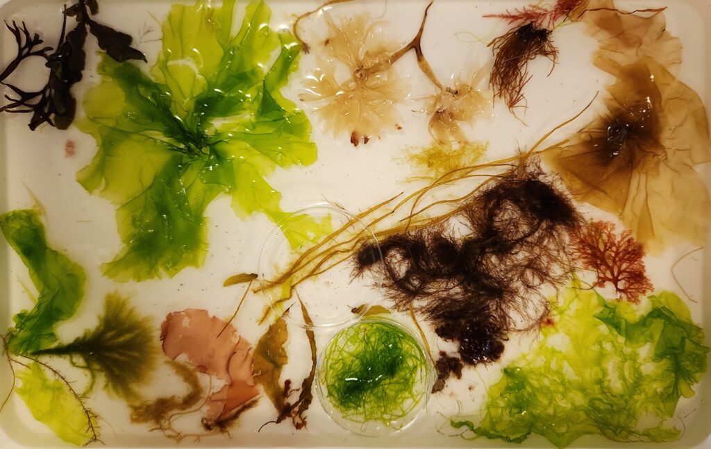 A Deeper Dive into Marine Macroalgae