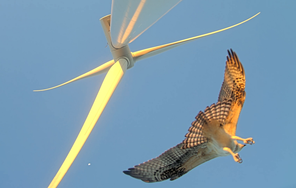 New Guidance for Pre- and Post-Construction Monitoring to Detect Changes in Marine Bird Distributions and Habitat Use Related to Offshore Wind Energy