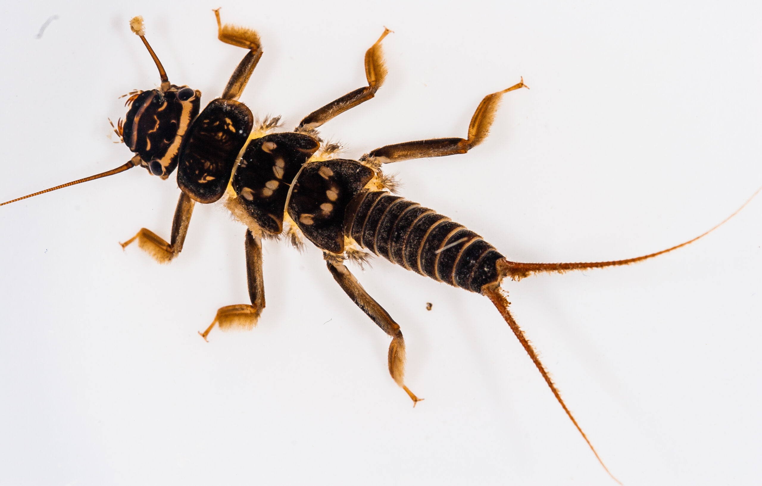 Perlidae stonefly nymph