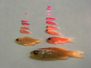 Fish Larvae Identification—the How and the Why