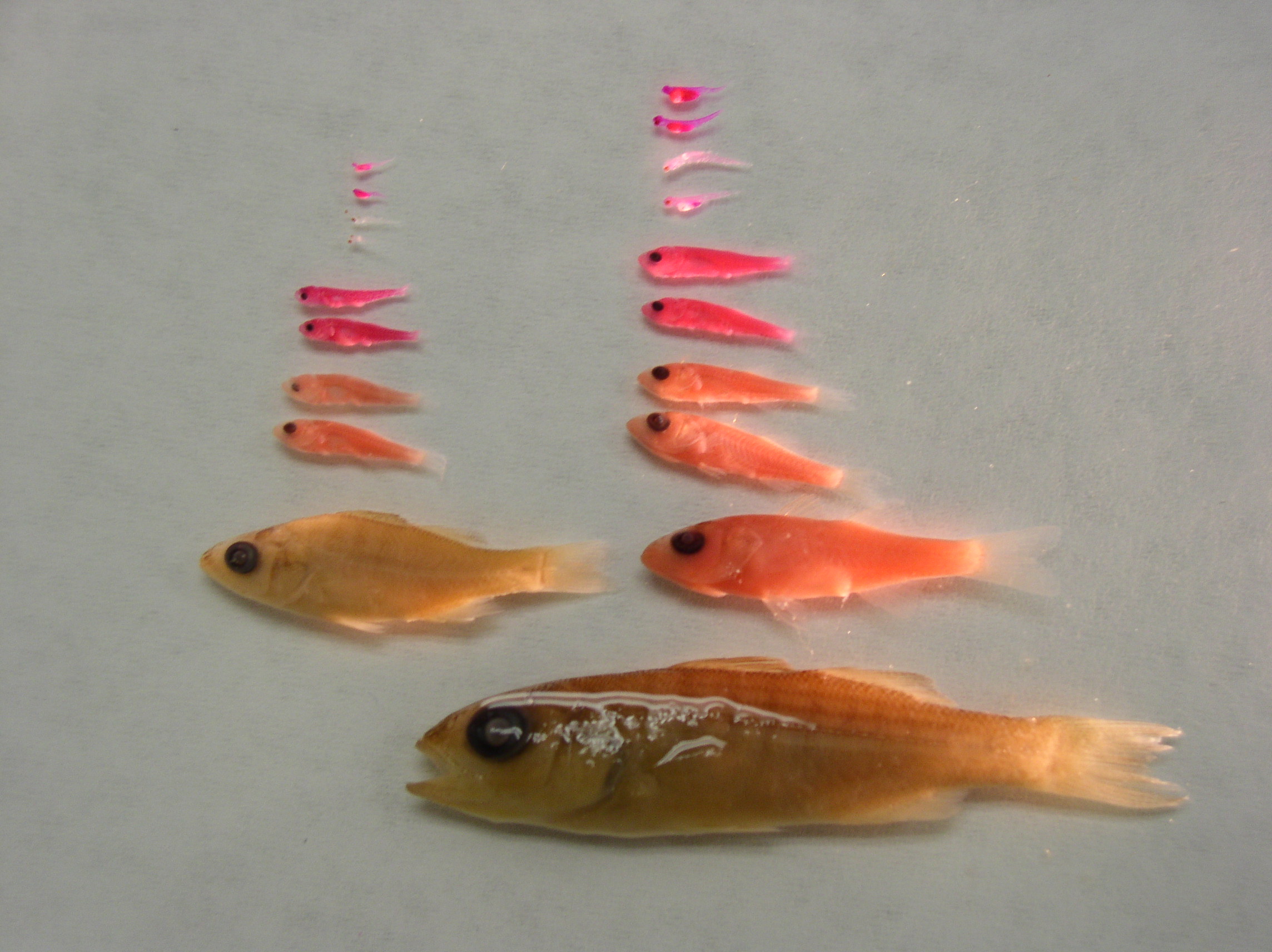 Fish Larvae Identification—the How and the Why
