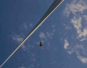 TIMR Technology—Protecting Wildlife & Boosting Efficiency at Wind Facilities: Part 1