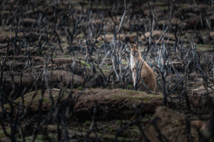 Crafting a Way to Help Injured Animals in Australia