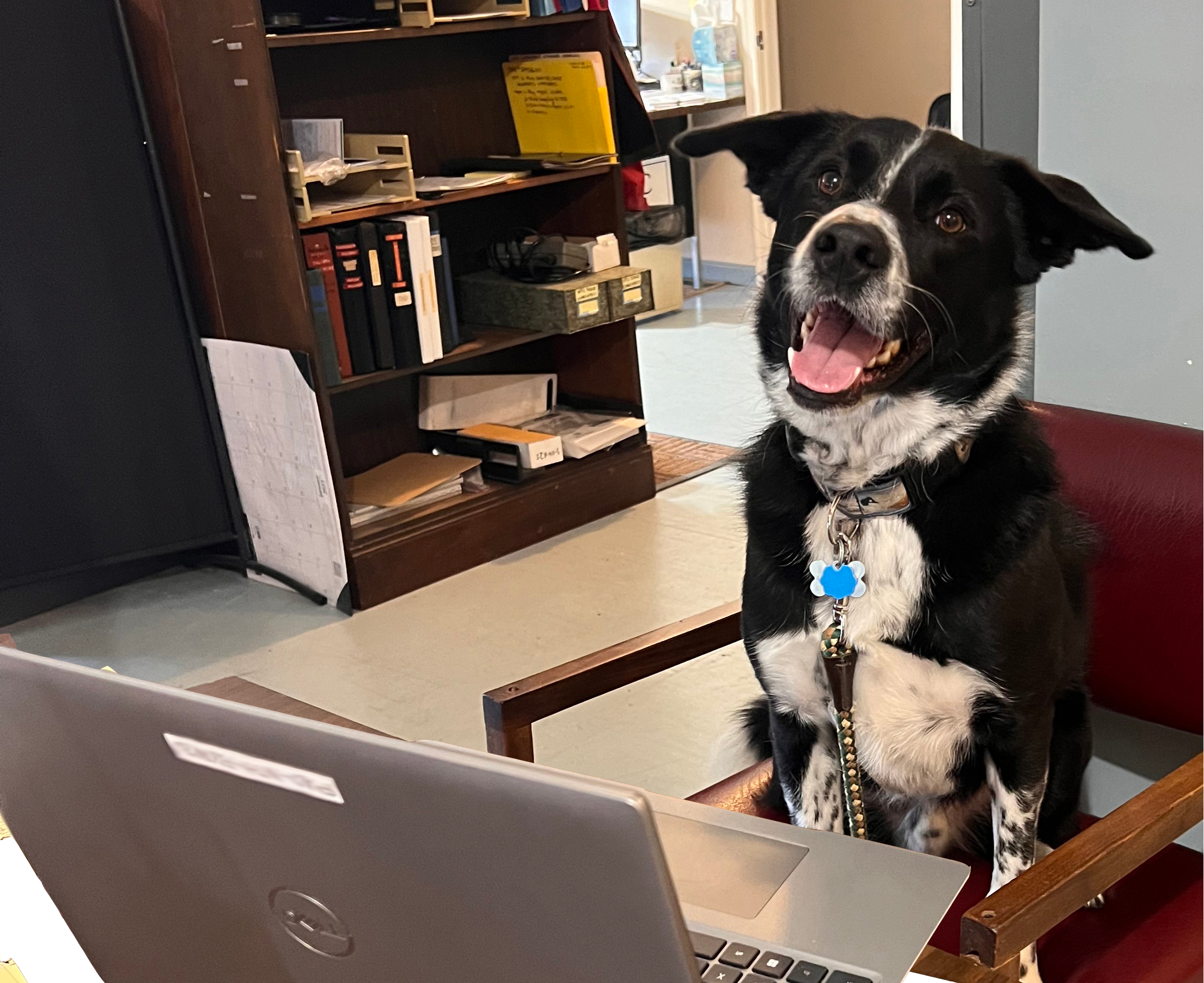 Normandeau’s “Paws-itive” Pet Policy