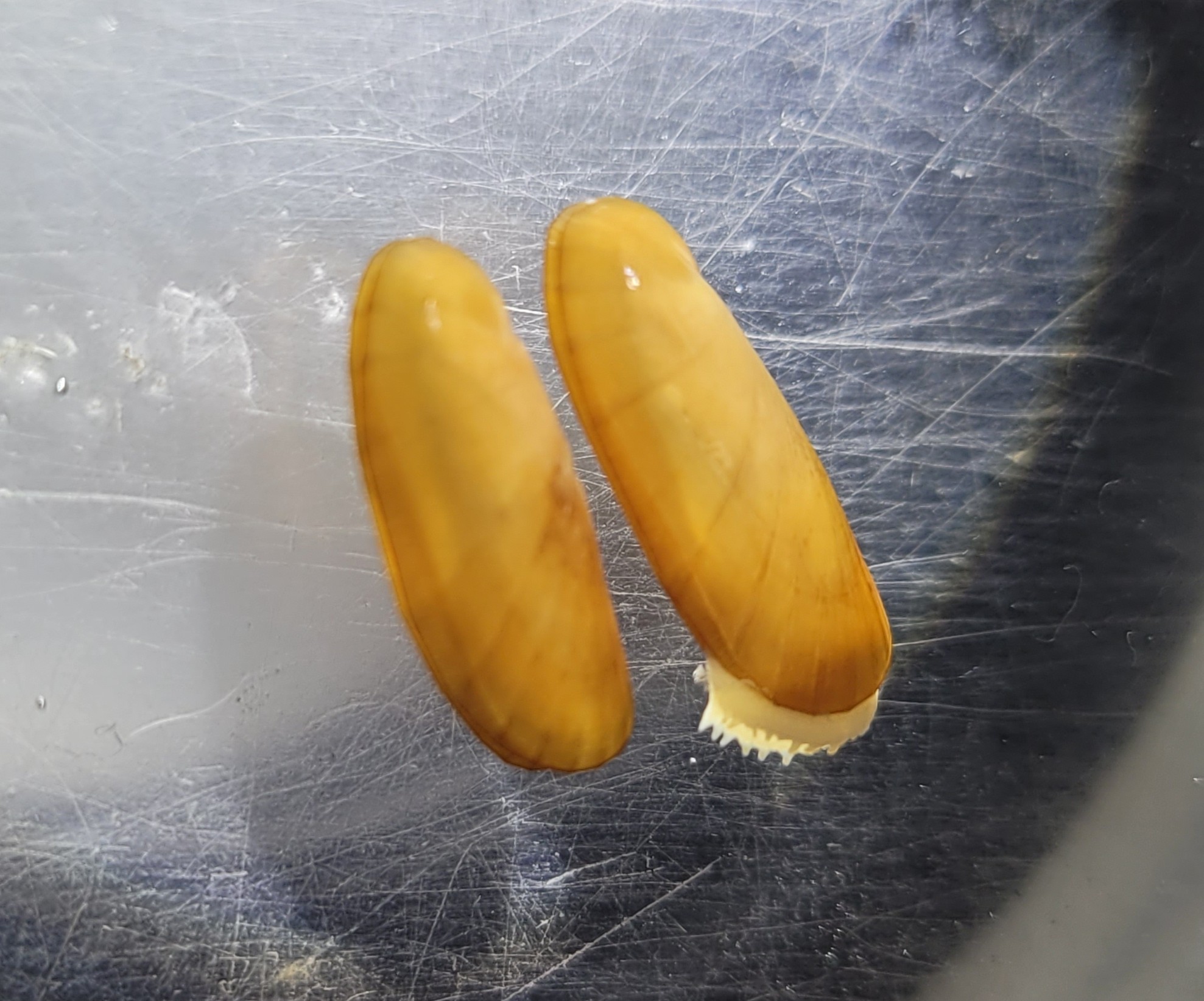 Featured (Shell)Fish: Solemya velum, the Atlantic Awning Clam